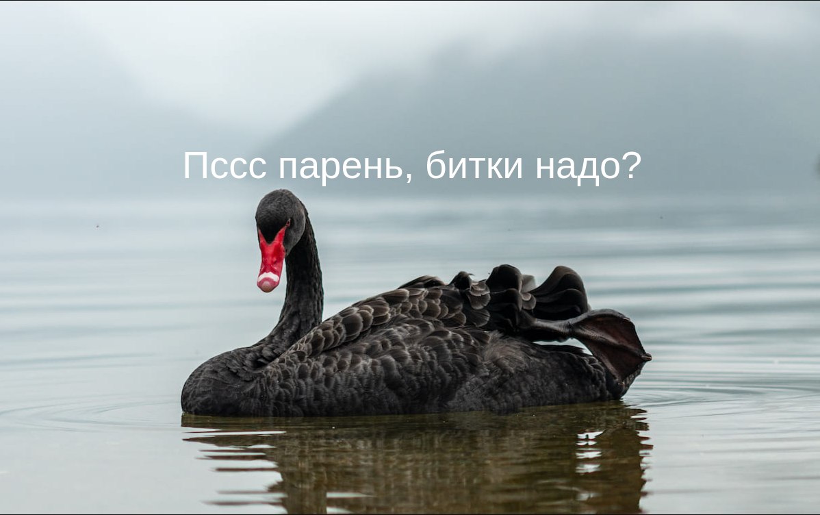 Загадка для орнитологов с IQ